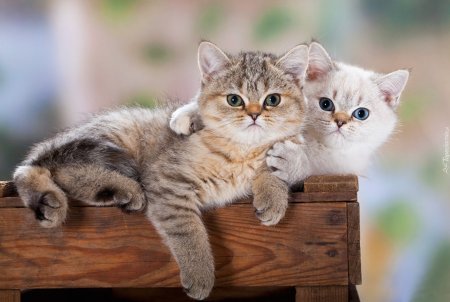 Красивые котики