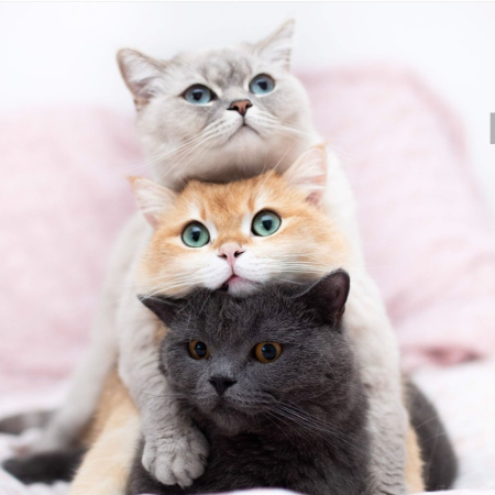 Три милых котенка