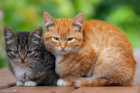 Две кошки