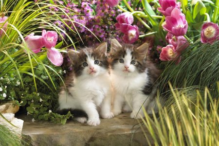 Котенок в цветах