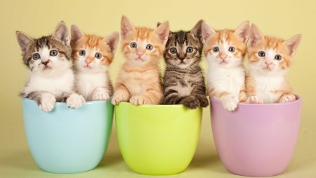Котята разных цветов