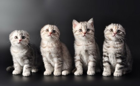 Скоттиш фолд страйт