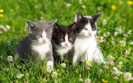 Милые котята на природе