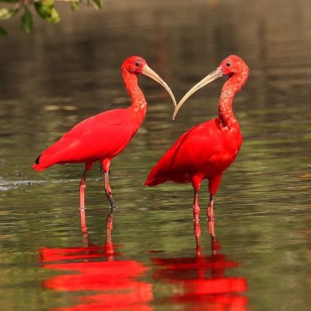 Птица алый Ибис