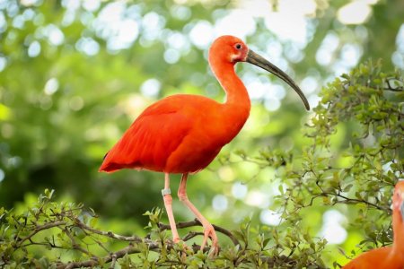 Птица Ибис Южная Америка