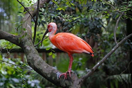 Сидящий алый Ибис в дикой природе