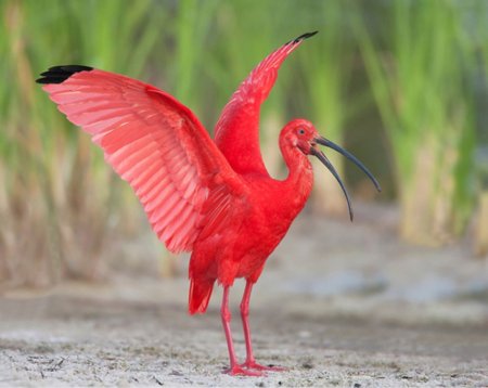 Красный Ибис Южная Америка