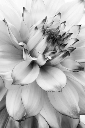 Ч̾е̾р̾н̾о̾ б̾е̾л̾ы̾е̾ ц̾в̾е̾т̾