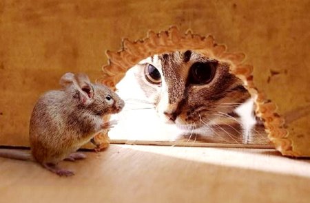 Кошка и мышь