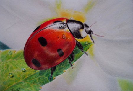 Божья коровка рисунок на Камне