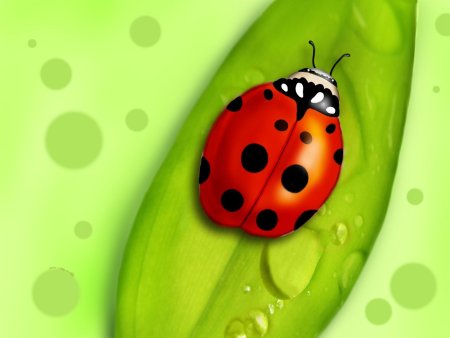 Ladybug Божья коровка