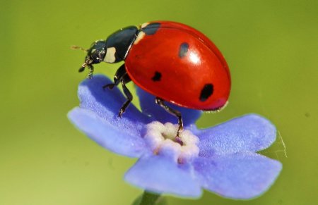 Божьи коровки
