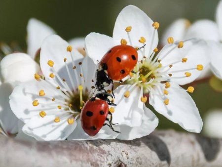 Божьи коровки