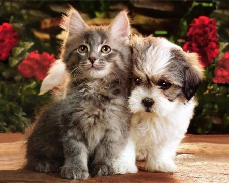 Щенок и котенок