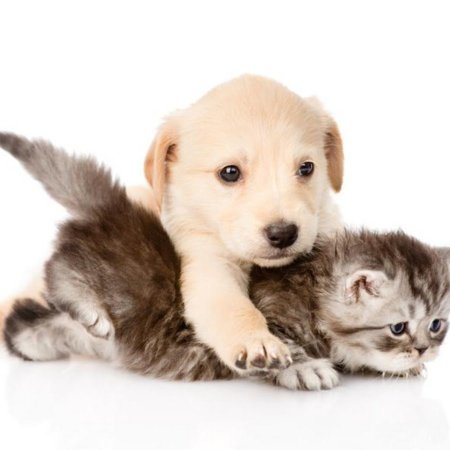 Котенок и щенок обнимаются