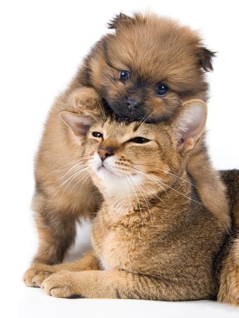 Щенок и котенок