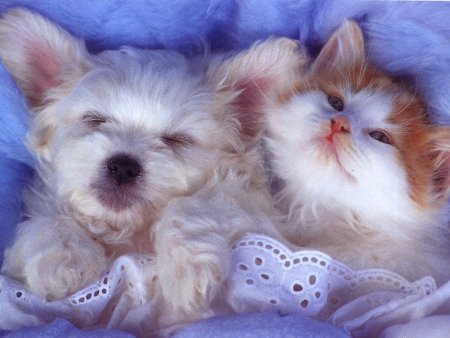 Котики собачки