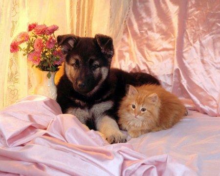 Щенок и котенок