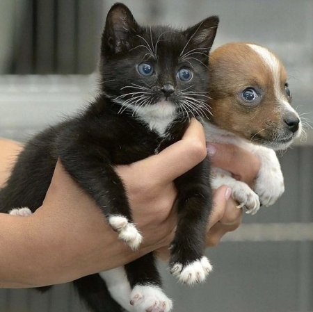 Щенок и котенок