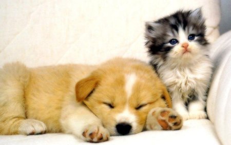 Маленькие котята и собачки