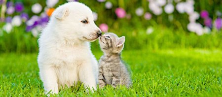 Котик и собачка на природе