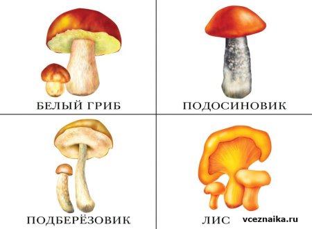 Карточки грибы съедобные и несъедобные