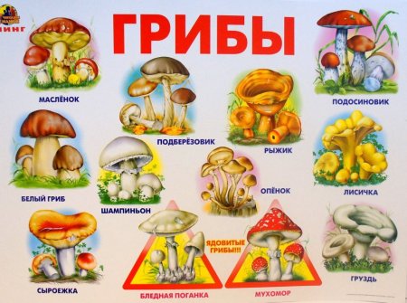Карточки съедобные и несъедобные грибы для детей