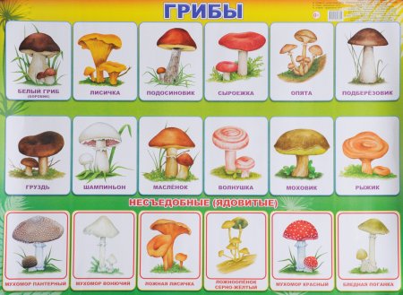 Карточки съедобные и несъедобные грибы для детей