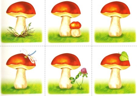 Грибы карточки для детей