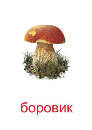 Гриб Боровик это съедобный гриб