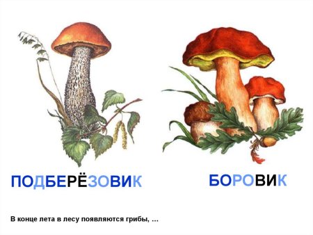 Грибы рисунки для детей с названиями