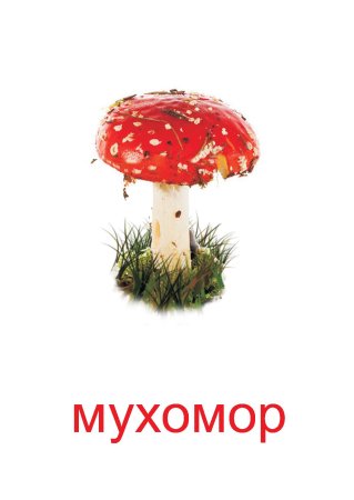 Грибы карточки мухоморы