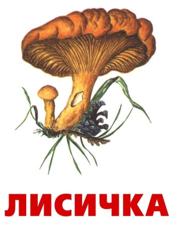 Съедобные грибы карточки для детского сада