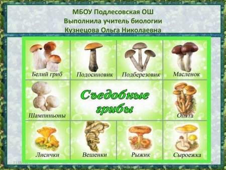 Карточки съедобные и несъедобные грибы для детей