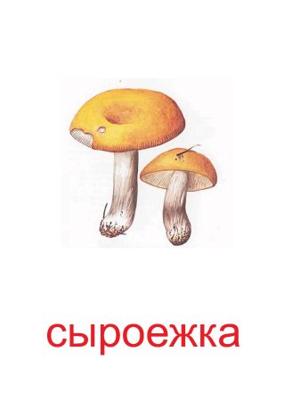 Карточка сыроежка гриб