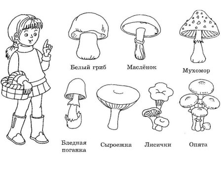Грибы съедобные несъедобные разукрашка