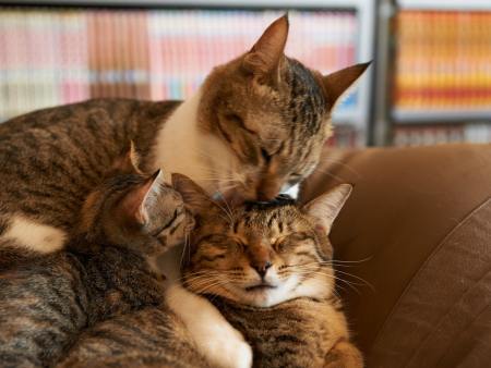 Семья кошек