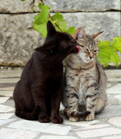 Кошки вместе