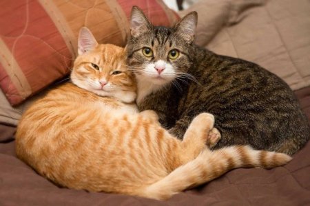 Котики вместе