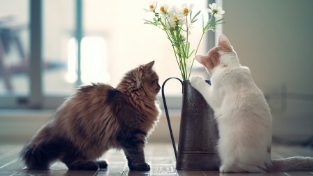 Котёнок с цветком