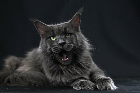 Мейн кун серый