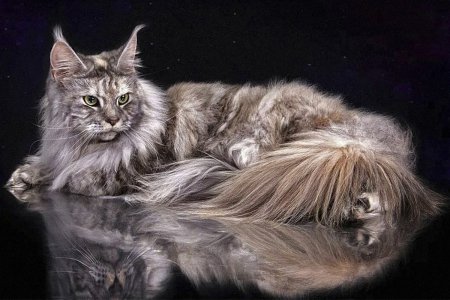 Американский Мейн кун