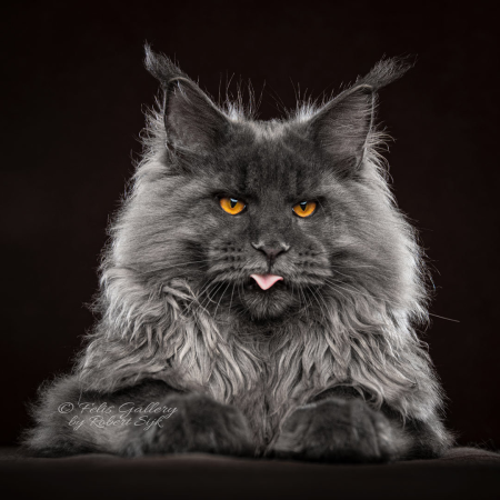 Кот Мейн кун