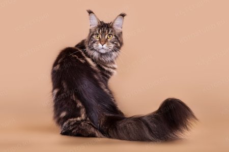 Мейн кун полосатый