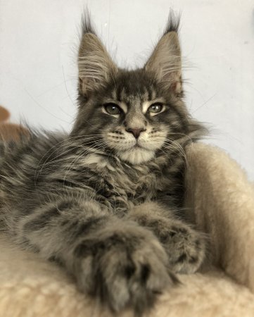 Коты Мейн куны