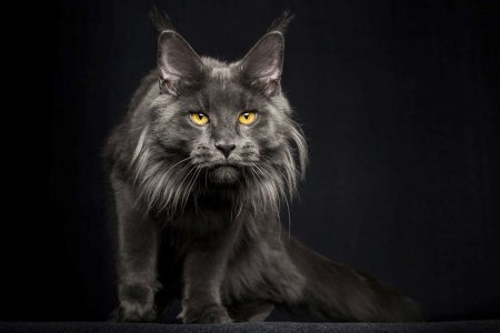 Мейн кун серый