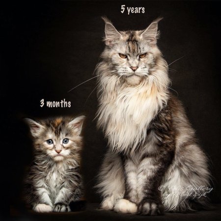 Мэйн кун и обычная кошка