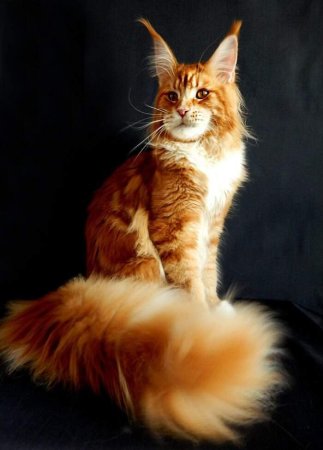 Мейн Кунская кошка