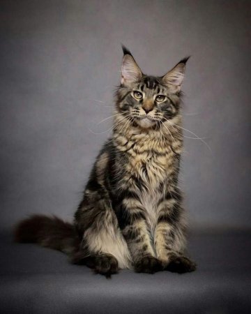 Порода котов Мейн кун