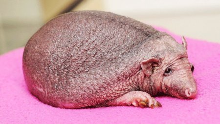 Ежик Нельсон